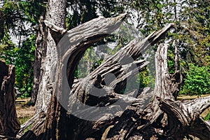 Dry roots of an uprooted tree in the forest