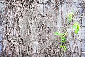 Dry roots vines covered old block cement wall and green plant growing on background
