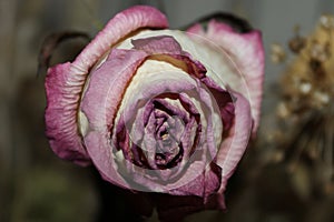 Dry rose, beauty of rose, old nature photo