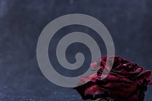 Dry rose on a black background