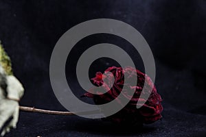 Dry rose on a black background