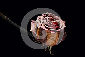 Dry rose on black horizontal