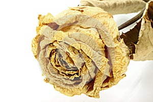 Dry rose close-up