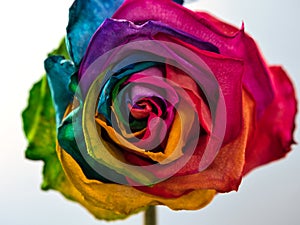 Dry rose with colorful petals on a gray background