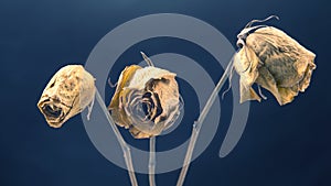 Dry rose on dark background