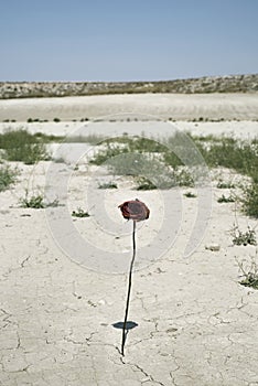 Dry rose in a desert landscape