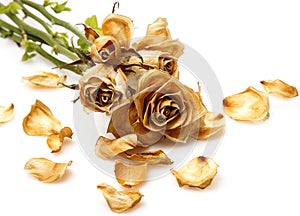 Dry rose flower