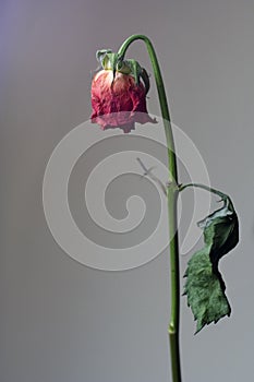 Dry rose head down photo