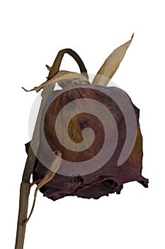 Dry rose. Isolated on white.