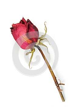 Dry rose isolated on white