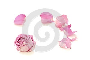 Dry rose isolated on white background