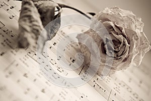 The dry rose is lying on notes