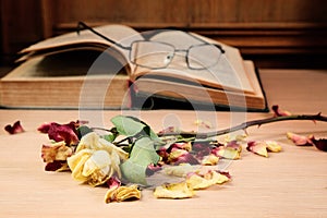 Dry rose and the old book