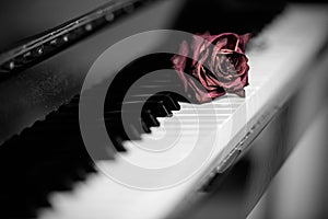 Dry rose over grand piano keys