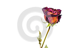 Dry rose