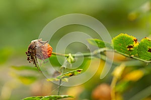 Dry rosehip berry