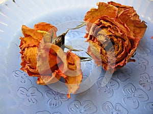 Dry Roses 89 on Blue Plate