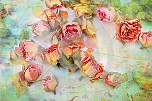 Dry roses beautiful vintage background