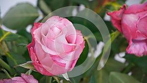 Dry roses flowers bouquet bud petal close up