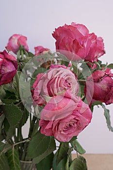 Dry roses flowers bouquet bud petal close up