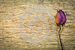 Dry roses on wood texture, Dry love in valentine,select focus photo