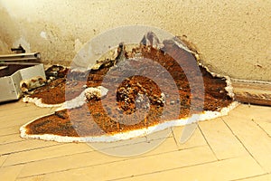 Dry rot fruiting body