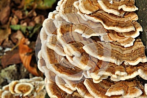 Dry rot fungus photo