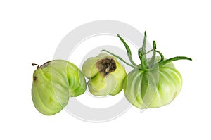 Dry rot tomato isolated