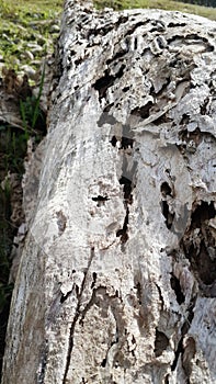 Dry rot wood, Weathered wood