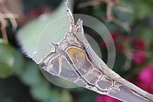 Dry Rough Leaf Crusting Over