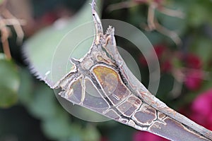 Dry Rough Leaf Crusting Over photo