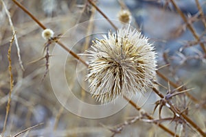 Dry round flower of thistle echinops sphaerocephalus, selective fokus