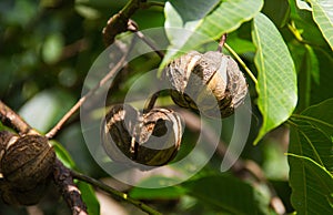 Dry rubber seeds on tree.