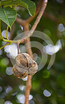 Dry rubber seeds on tree.