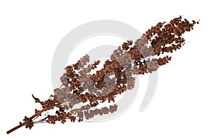 Dry Rumex confertus plant