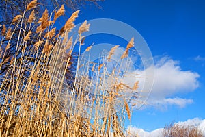 Dry rush and winter sky