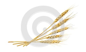 Dry rye spikelets in a corner arrangement isolated on white