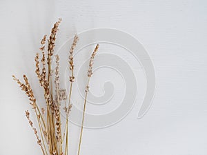 Dry rye spikes (Secale cereale)  wheat spikes