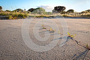 Dry sand surface with a crack, bush landscape