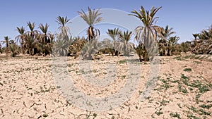 Dry sandy desert ground with few green plants and dry date palms in an oasis in South Morocco.