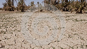 Dry sandy desert ground with few green plants and dry date palms in an oasis in South Morocco.