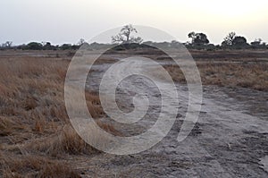 Dry savanna habitat in the Sahel belt region Senegal, Western Africa