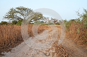 Dry savanna habitat in the Sahel belt region Senegal, Western Africa