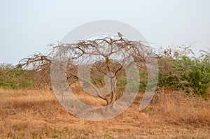 Dry savanna habitat in the Sahel belt region Senegal, Western Africa