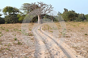 Dry savanna habitat in the Sahel belt region Senegal, Western Africa