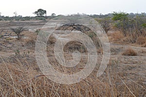 Dry savanna habitat in the Sahel belt region Senegal, Western Africa