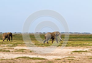 Dry savanna of Kenya. Lonely elephant. Africa