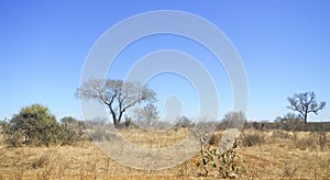 Dry savannah at Kruger National Park