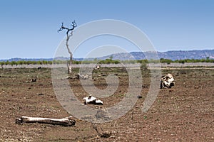 Dry savannah, in Kruger National park, South Africa