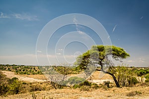 Dry savannah riverbed landscape in Tarangire National Park safari, Tanzania